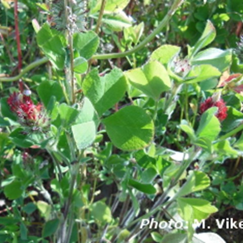 Crimson clover (Trifolium incarnatum), a possible plant species to use in flower strips.