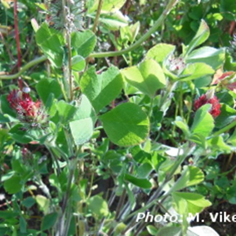 Blodklöver (Trifolium incarnatum), en möjlig art att använda i blomsterremsor.
