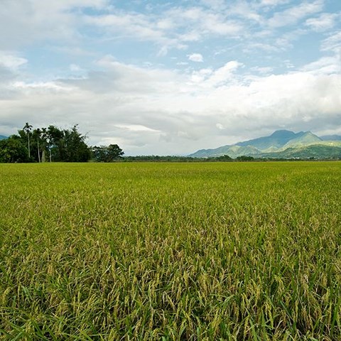 Risfält i Taiwan, berg i bakgrunden.