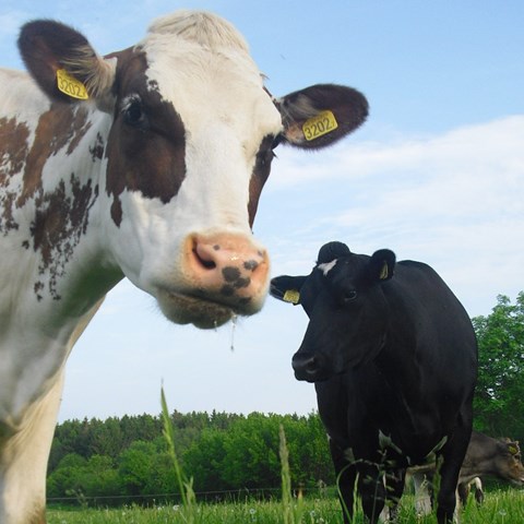 En vit-brun och en svart ko på bete tittar in i kameran.