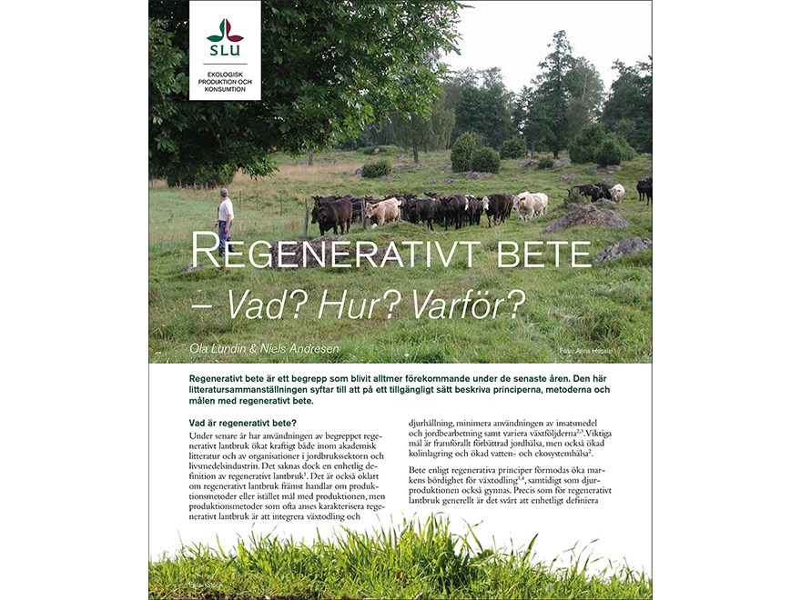 Framsida av faktablad om regenerativt bete, en man leder en grupp kor genom en hage.