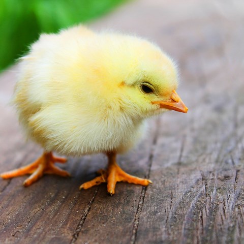Liten gul kyckling på en bräda.