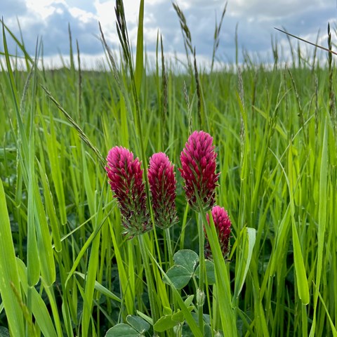 Röda blodklöverblommor i grönt gräs.