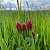 Red flowers of crimson clover in front of green grass.