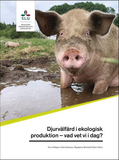Framsida av djurvälfärdsrapport. Bild på gris i gyttjebad samt texten "Djurvälfärd i ekologisk produktion - Vad vet vi idag?".