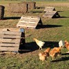 Ekologiska kycklingar utomhus, lastpallar och halmbalar finns som skydd.