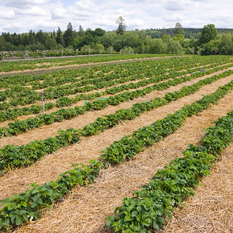 Ekologisk jordgubbsodling, rader med jordgubbsplantor med halm mellan raderna.