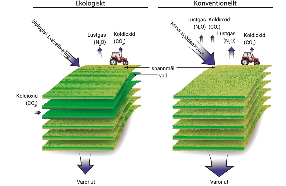 Figur 3. En schematisk bild över växtföljder, kvävetillförsel och utsläpp av växthusgaser i ett ekologiskt och ett konventionellt system.