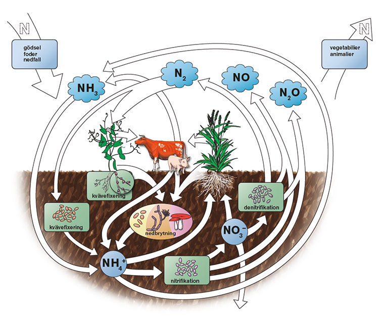 Figur 2.  Förenklad bild av kvävets (N) kretslopp. Lustgas (N2O), bildas i marken som ”biprodukt” vid nitrifikation och denitrifikation (direkta utsläpp). Lustgas bildas också från det kväve som förloras från jordbruksmarken i form av nitrat (NO3-) och ammoniak (NH3) (indirekta utsläpp). OBS! Pilarnas storlek avspeglar inte storleken på de olika kväveflödena.