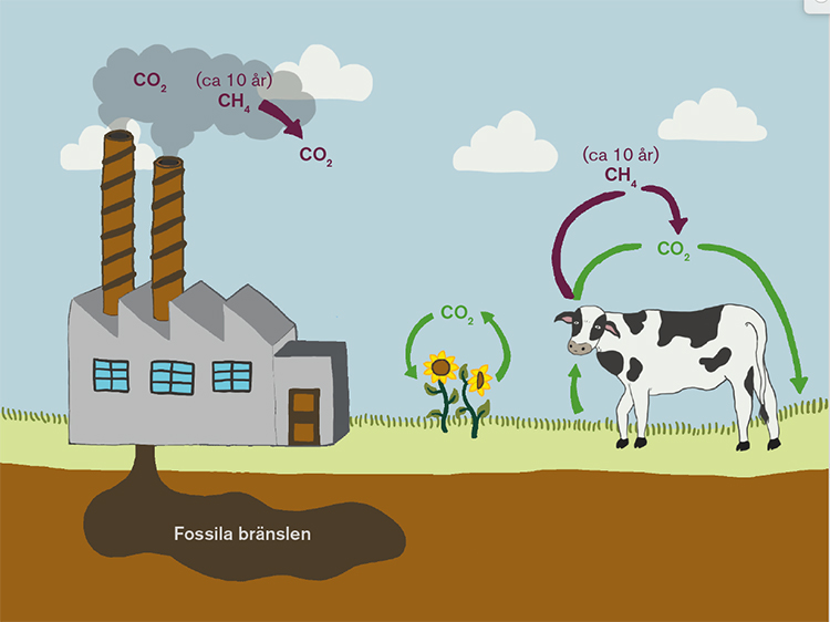 Figur 1. Koldioxid från fossil källa utgör ett nettotillskott av koldioxid till atmosfären och räknas alltså till de gaser som ger klimatpåverkan. Den koldioxid som växterna avger när de förmultnar har dock nyligen tagits upp av växten och innebär inget nettotillskott. Det kallas biogent koldioxid och räknas inte med när man räknar på klimatpåverkan. På samma sätt räknas inte den koldioxid som korna andas ut med, men den metan som bildas i kons mage är dock ett nettotillskott av metan till atmosfären och räknas således med. Koldioxiden som bildas när metanet bryts ned är dock biogent eftersom det har sitt ursprung i växterna och räknas således inte med.