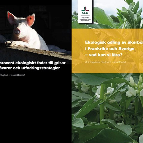 Framsidor av broschyrerna, till vänster en gris mot svart bakgrund, till höger åkerbönsplantor.