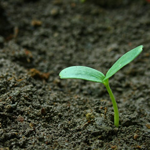 Groddplanta i jord.