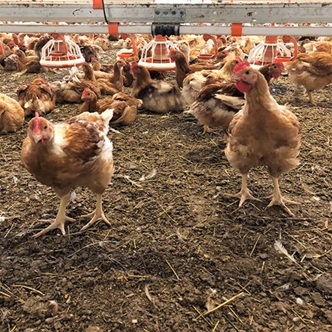 Bruna kycklingar i stall.