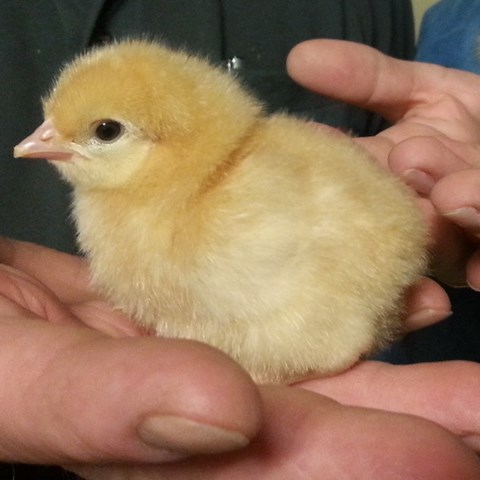 Liten gul kyckling i en hand.