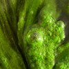 Närbild på gröna alger, vatten och bubblor.