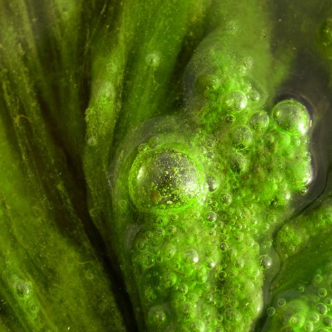 Närbild på gröna alger, vatten och bubblor.