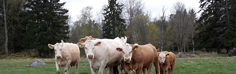 En grupp kor på bete.