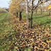 Rader av fruktträd en höstdag. På marken ligger löv och forskare har skapat en ruta med hjälp av fyra pinnar.