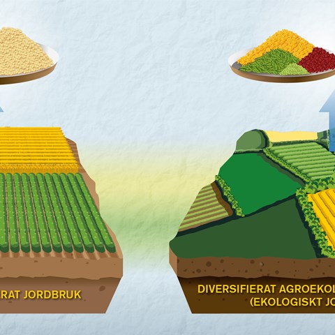 Illustration över mervärden för ekologidskt lantbruk.