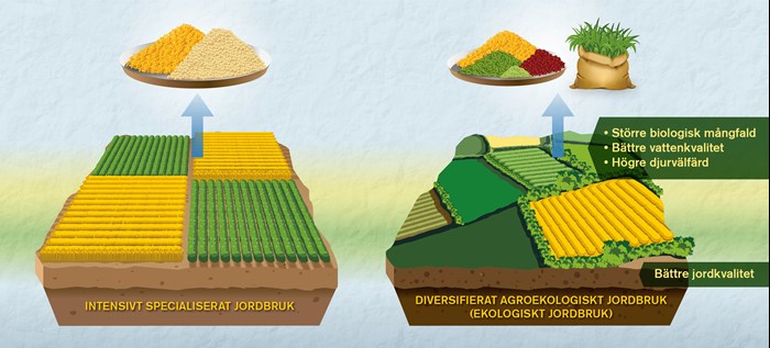 Illustration över mervärden för ekologidskt lantbruk.