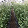 Tomatodling i växthus, långa rader av plantor som växer på marken.