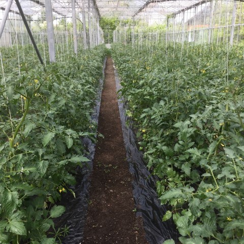 Tomatodling i växthus, långa rader av plantor som växer på marken.