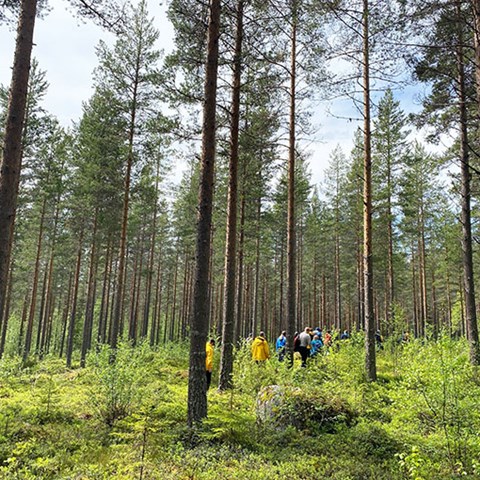 Excursion in pine forest. Photo.