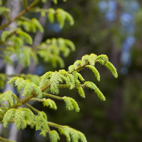 Spruce twigs. Photo.