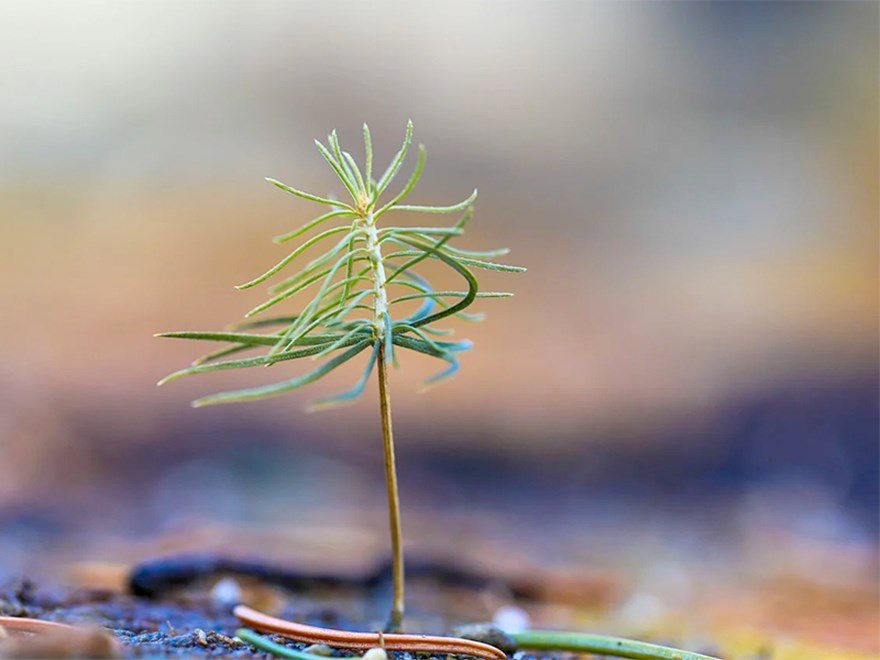 En tallplanta. Foto.