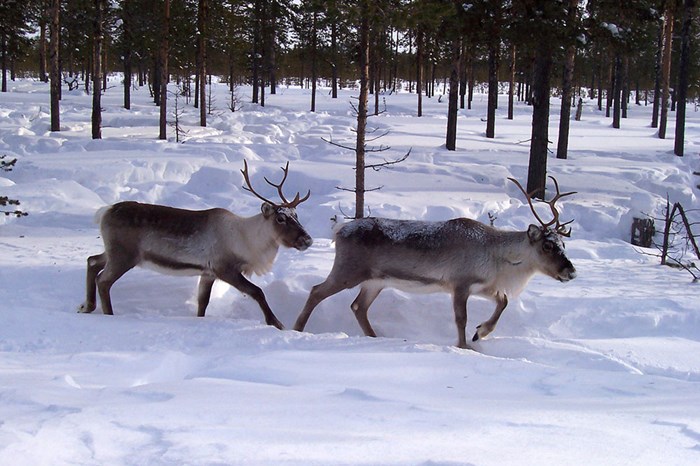 Två renar går i snö i ett skogslandskap. 