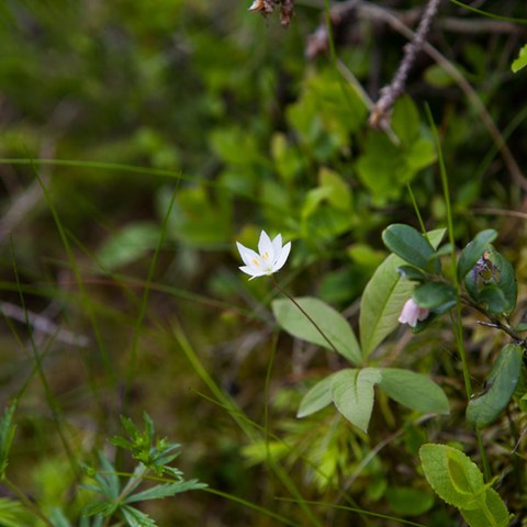 En liten vit blomma på skogsmark. Foto.