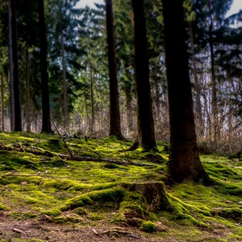 Mossig skog med stubbar. Foto.