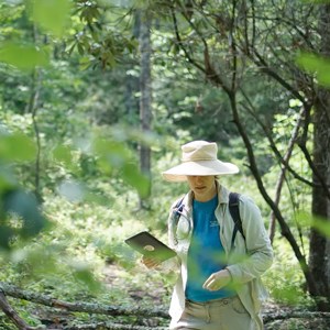 A woman is hiking in a decidious forest. Photo.