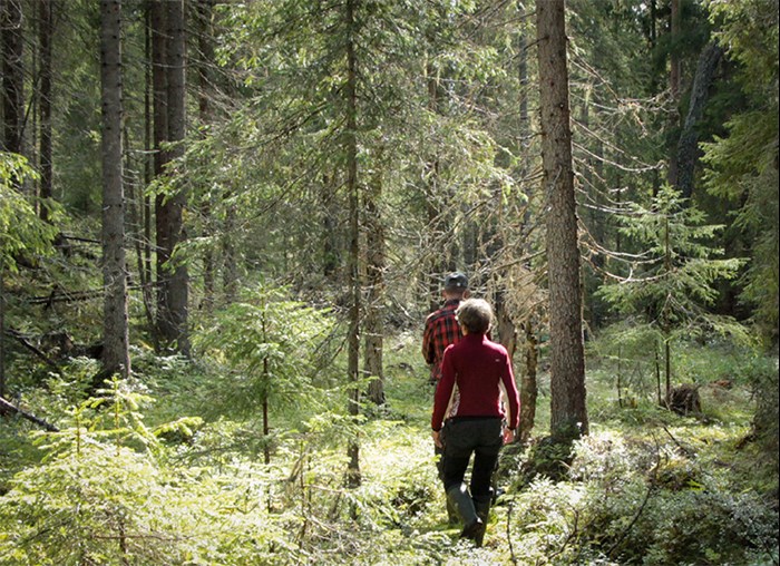 En man och en kvinna går i en skog. Foto.