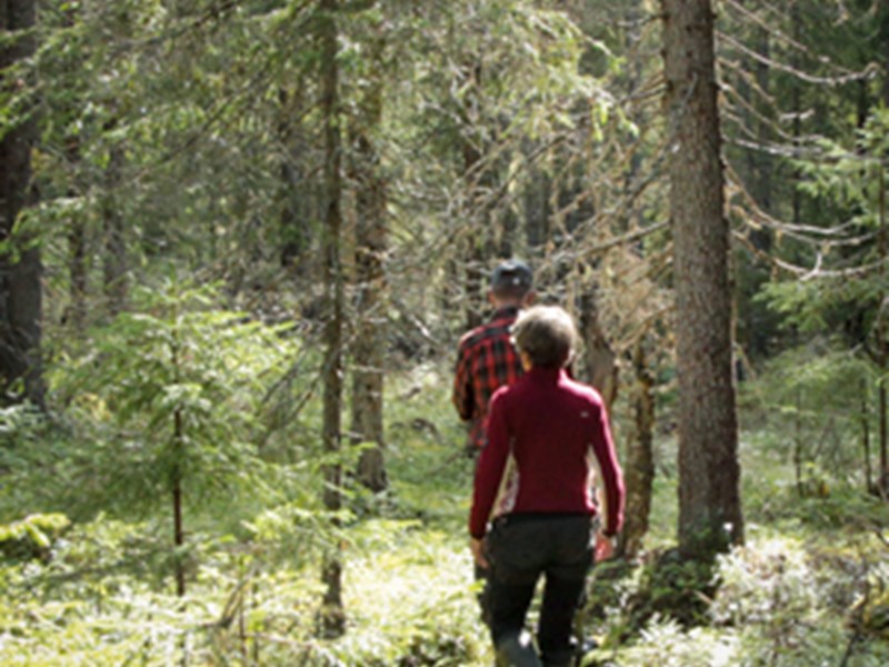En man och en kvinna går i en skog. Foto.