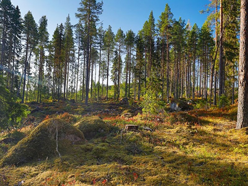 Hyggesfritt skogsbruk