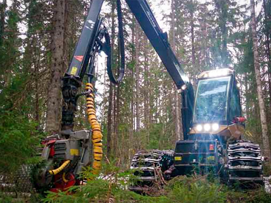 En skogsmaskin skördar träd. Foto.