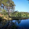 Skog  vid en sjö. Foto.
