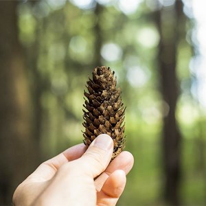A hand holds a cone against a forest. Photo.