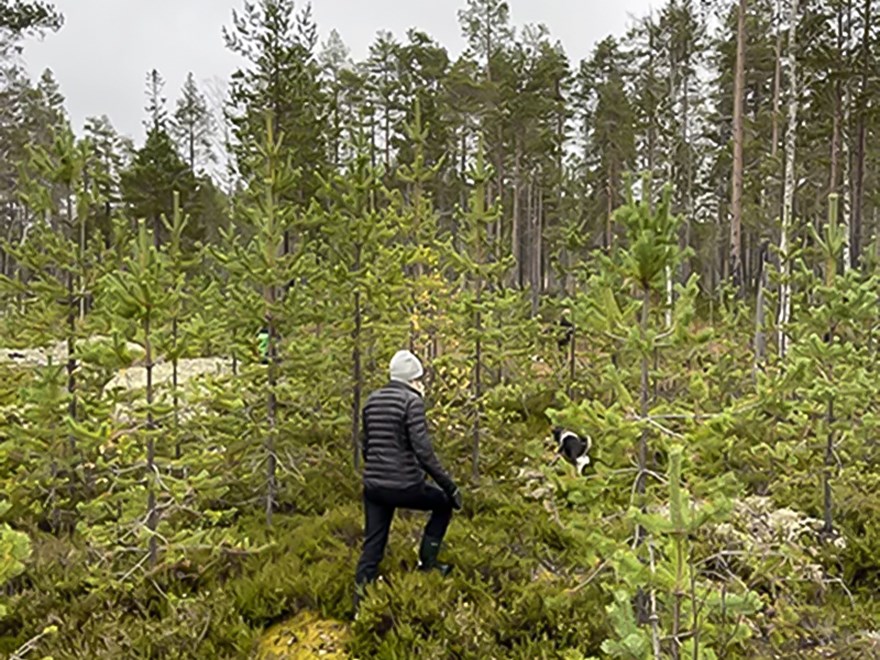 En kvinna i skog, Foto.