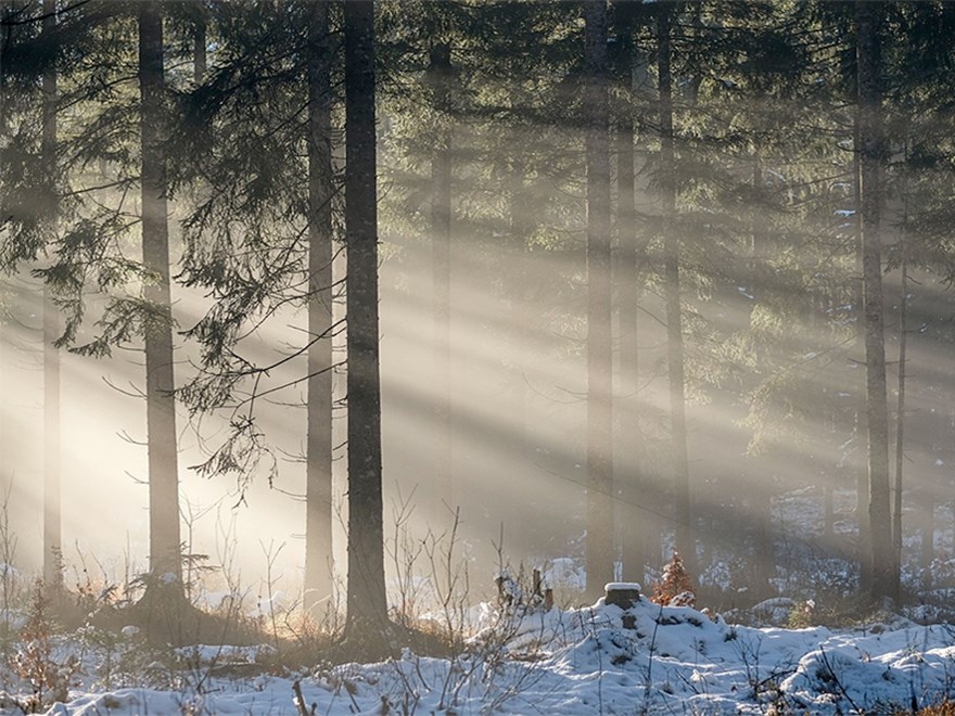 Skog med solstrålar. Foto.