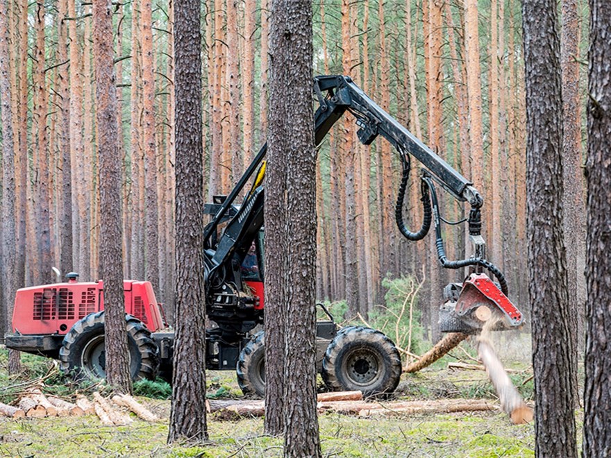 En röd skogsmaskin tar ner tallar i en tallskog. Foto.