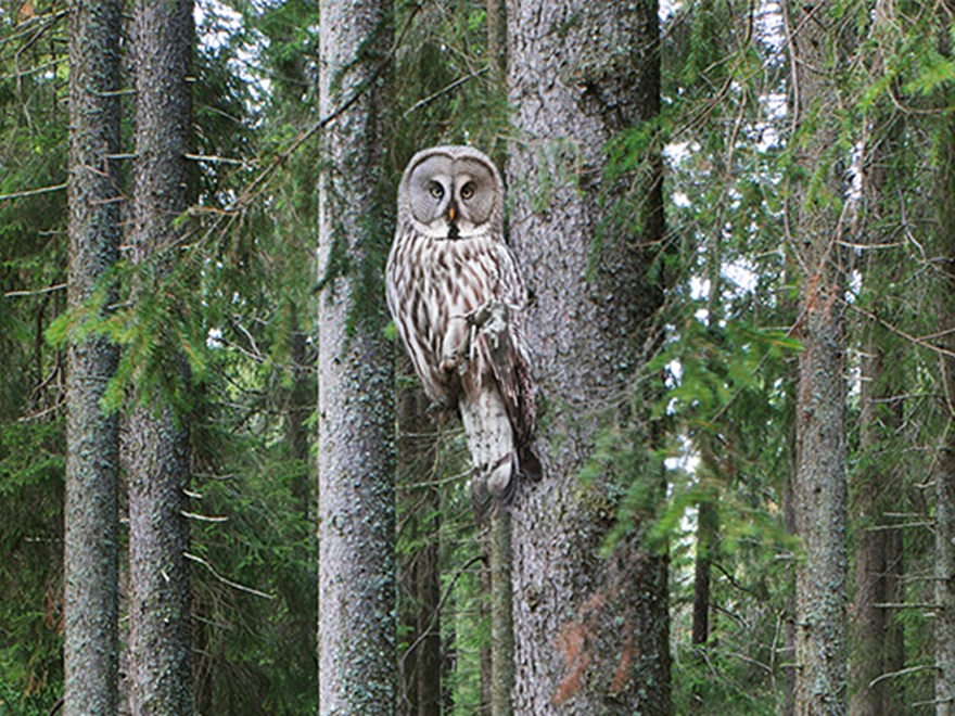 Lappuggla