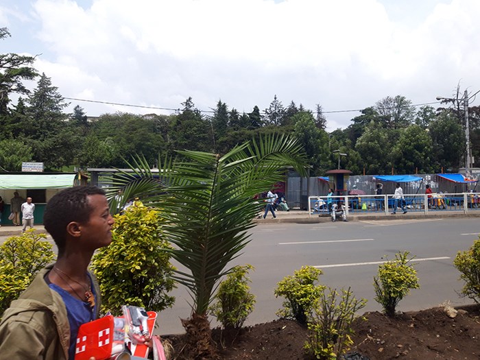 Street vegetation in Addis Ababa in Ethiopia. 