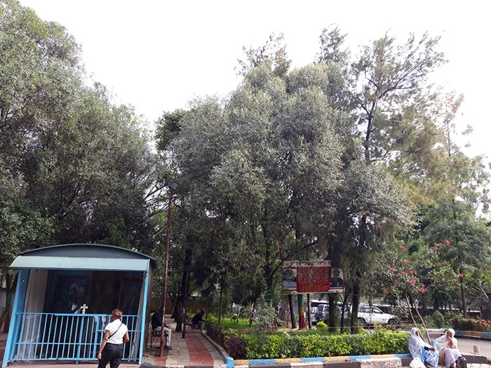 Churches as green oasis in Ethiopia. 