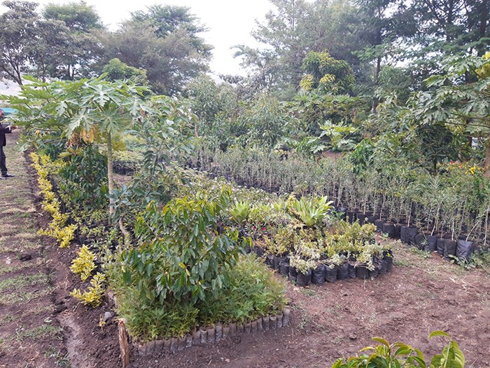 Kombolcha nursery in Ethiopia.