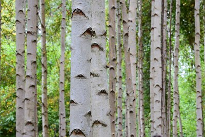 Birch trees.