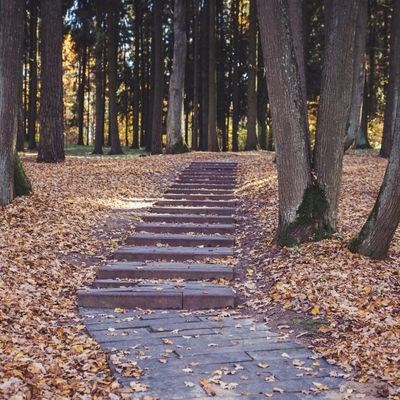 Stairs leading in to a forest.