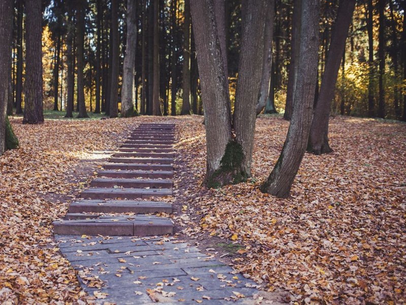 Stairs leading in to a forest.