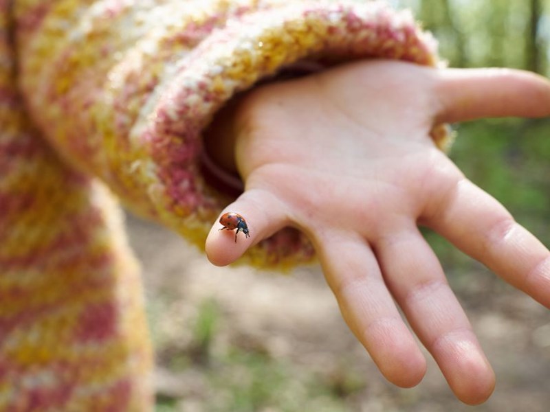 Hand of a child with a ladybird.